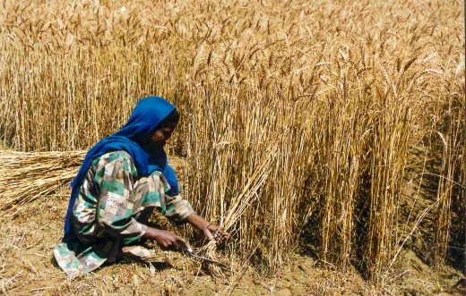 WOMAN HARVESTING WHEAT