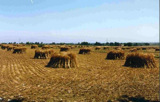 MANUALLY HARVESTED CROP LEFT TO DRY ON THE FIELD