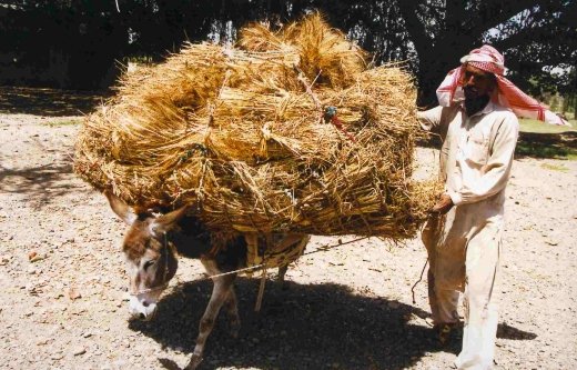 ANIMAL TRANSPORT TO THRESHING FLOOR