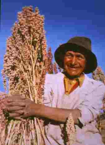 AGRICULTOR ALTOANDINO CON PANOJA DE QUINUA PARA EMPARVADO