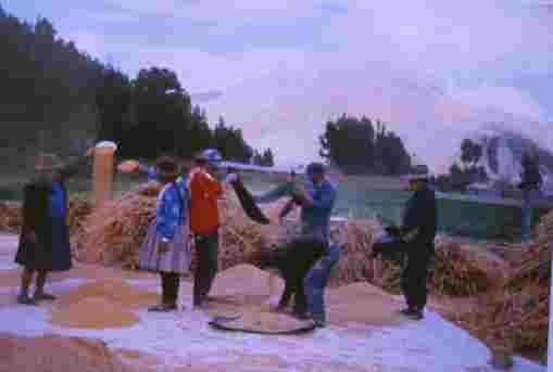 VENTEADO DE QUINUA CON TECNOLOG&IACUTE;A TRADICIONAL EN CUZCO