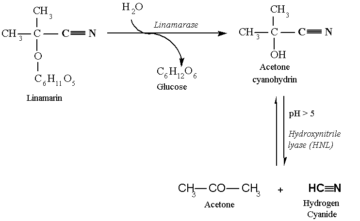 ENZYMATIC HYDROLYSIS OF LINAMARIN (7KB)