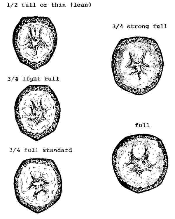 SCHEMATIC CROSS SECTION OF BANANA (25KB)